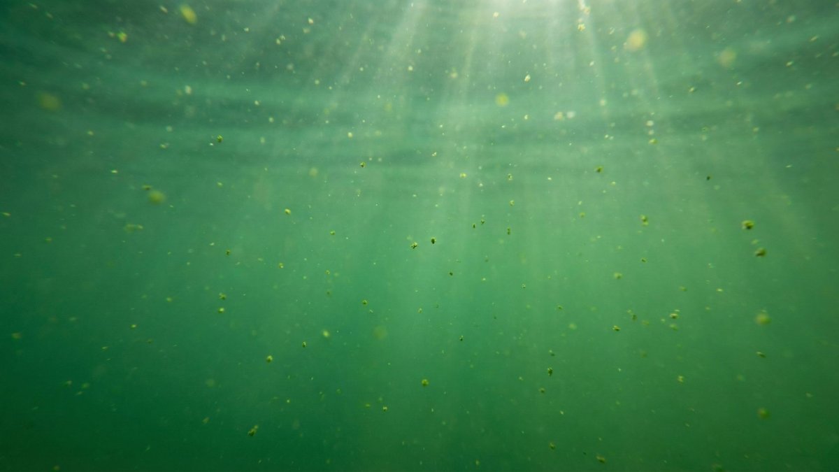 Eau de piscine verte.